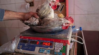 A vendor weighs a chicken at a shop in the Egyptian capital. AFP