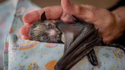 'A Caring Hand' by Douglas Gimesy (Australia). Category: Highly commended, Photojournalism. Photo: Natural History Museum