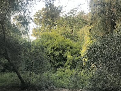 A tangled wood in Abu Dhabi tucked away between the walls of a palace and a large leisure complex. Photo: Peter Hellyer