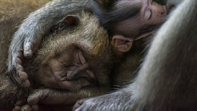 Gold medal, Animal Portraits: long-tailed macaques, Bali, Indonesia, by Tom Vierus, Fiji.