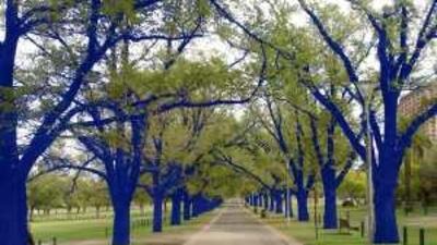 The Blue Trees by Konstantin Dimopoulos, who is one of the symposium's invited artists.