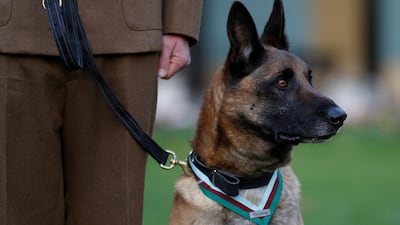 Who's a brave boy? You's a brave boy! Mali poses for a photograph after receiving the Dickin Medal. Reuters/Peter Nicholls