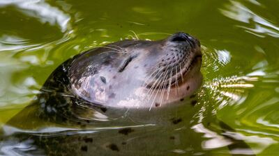A seal bathes in a pond at Berlin's Zoologischer Garten Zoo. AFP