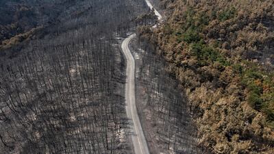 A road divides a burnt forest following a wildfire in Dadia National Park