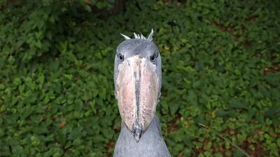 A shoebill yapah is seen at the Pairi Daiza wildlife park, a zoo and botanical garden in Brugelette, Belgium. Reuters