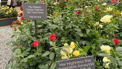 The roses were created by crossbreeding a combination of varieties in the city of Salalah. Photo: RHS