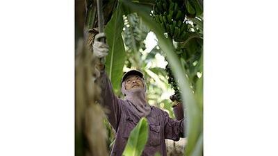 Apart from farming, Thai labourers are also made to wash cars and clean houses.