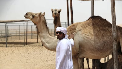 Ali Al Darei with his camels in Qoa, a desert town on the Abu Dhabi-Oman border. All photos by Chris Whiteoak / The National