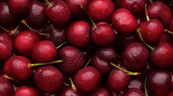 'Karaz': Arabic word for cherry adds a flavour of colour to descriptions
