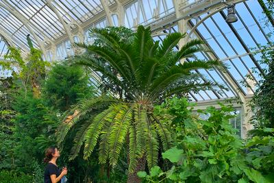 AI has is being used to revive species of plants thought to have become extinct. PA