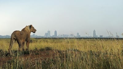 A young lion looks towards the Nairobi city skyline from the national park. Animal lovers fear a proposed elevated railway will endanger the animals on the reserve. Tony Karumba / AFP