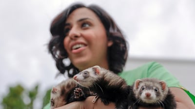 Afra Al Dhaheri, UAE businesswoman and animal rights activist, with her ferrets, her favourite animals. Victor Besa / The National