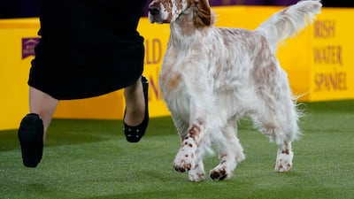 Belle, an English setter, wins in the sporting group. AP
