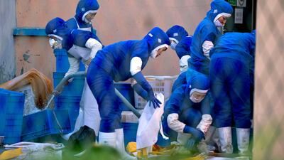 North Korean workers at this seafood processing plant in Hunchin, Jilin province in north-eastern China, wear blue overalls to distinguish them from Chinese workers. province. Ng Han Guan / AP