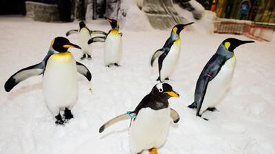 Groups of 10 to 20 can also book tickets to the ‘Peng-Friend’ programme, which gives them the chance to directly interact with the penguins in a specially designated area replicating their natural Antarctic habitat. Sarah Dea / The National