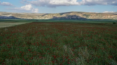 A sea of red flowers are blooming in the Sahel Al-Rouj countryside, Idlib, north-west Syria