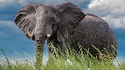 Lone elephant by the Chobe River, Botswana. Photo by Dr Harold Vanderschmidt
