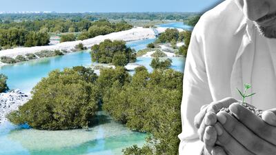 The UAE has invested heavily in planting mangroves across the country. Getty Images