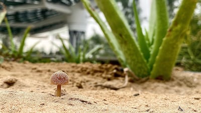 Expo City Dubai will play host to the first Centre for Species Survival focused on Fungi Conservation.