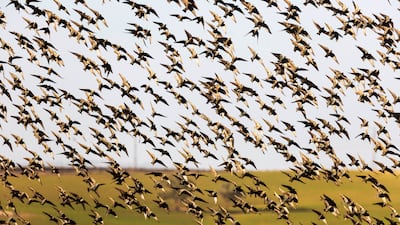 Starlings fly in groups for many reasons, one is to protect them from predators, such as peregrine falcons.