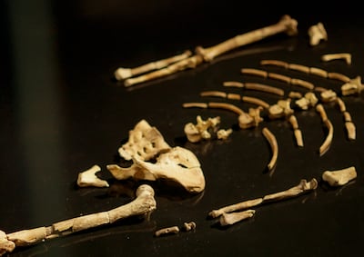 The museum places the fossil such that the bones emerge from the ground, echoing the circumstances of Lucy's discovery. Photo: Natural History Museum Abu Dhabi