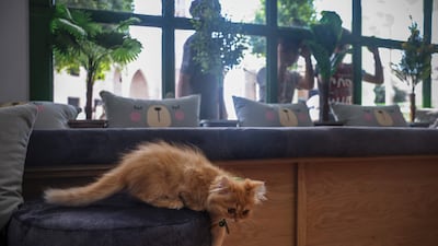 None of the cats at Meow Cafe are adoptable. AFP
