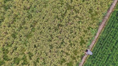 An aerial view of early-maturing rice ripening under the summer sun turning rice paddies to a golden hue in Gyeongsan, some 330km southeast of Seoul, South Korea. EPA