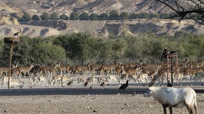 An Arabian oryx, right, and gazelle roam in the background Sir Bani Yas Island.