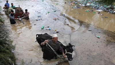 Kashmiri men move with their cattle towards safer ground in Srinagar, India on September 6, 2014. Dar Yasin/ AP Photo