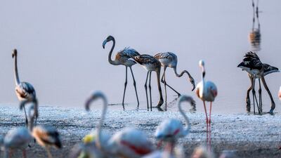 A record 876 flamingo chicks are hatched at Abu Dhabi’s Al Wathba Wetland Reserve in Abu Dhabi, UAE, this season. Victor Besa /The National
