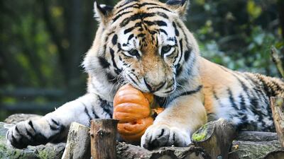 A tiger in Amersfoort Zoo playing with a pumpkin, in Amersfoort, The Netherlands. EPA