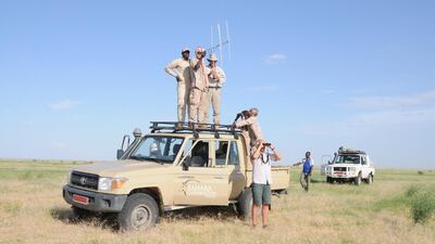 Researchers worked with the Sahara Conservation Fund to reintroduce the species back to the wild. Courtesy EAD