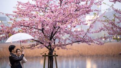 People take pictures with cherry blossom trees at Ueno park during a rainy day in Tokyo. AFP
