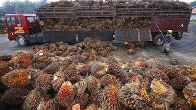 A worker unloads palm oil fruits from a lorry inside a palm oil factory outside Kuala Lumpur. Palm oil production in top growers Indonesia and Malaysia could pick up in the final months of this year, keeping a lid on prices, although some in the market are still worried about a potential El Nino plus tree stress in Malaysia. Samsul Said / Reuters