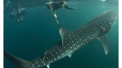 That's the way you do it: a marine biologist tags a whale shark in a separate research effort off Djibouti this year.