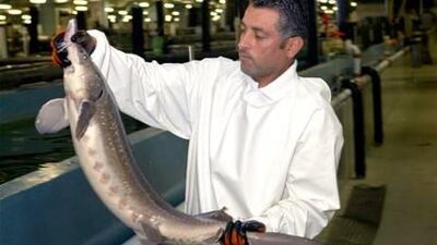 The world's largest caviar farm in Abu Dhabi is expected to produce 35 tonnes of the delicacy a year.