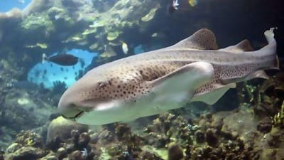 A zebra shark at Dubai Aquarium & Underwater Zoo. The species is in decline in the wild. Photo: Dubai Aquarium & Underwater Zoo