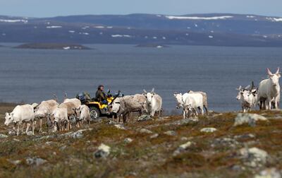 Sami reindeer herder Nils Mathis Sara. Reuters