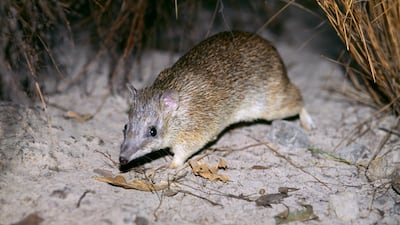 Golden bandicoot, Isoodon auratus. Getty Images