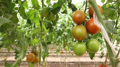 Tomatoes, along with leaves and peppers will continue cropping from the same plants. Pawan Singh / The National
