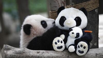 A 6-month old female giant panda cub plays with a soft-toy panda at the Giant Panda Conservation Center at the National Zoo in Kuala Lumpur, Malaysia. Joshua Paul / AP Photo