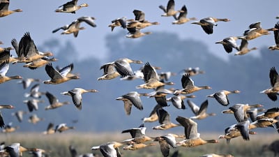 Migrating Greylag geese fly over the Pobitora Wildlife Sanctuary in India's Assam state. AFP