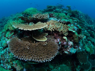 The breeding programme proves it is possible to boost heat tolerance of adult coral offspring in a single generation. Photo: James Guest