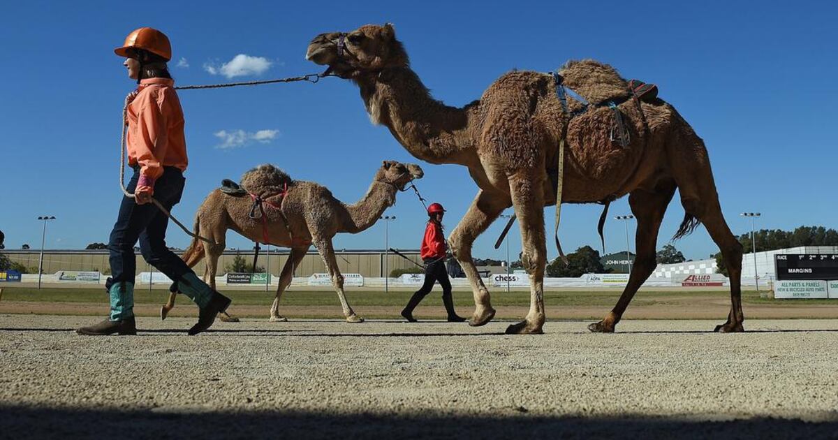 Pro Camel Racing Camel racing in Sydney, Australia - in pictures | The National