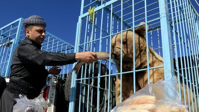 A Kurdish man feeds fish to a bear before Kurdish animal rights activists release it into the wild in Dohuk, Iraq. Reuters