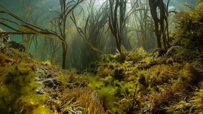Theo Vickers was named the Most Promising British Underwater Photographer of the Year 2023 for this image titled An Island's Wild Seas. Photo: UPY2023 / Theo Vickers