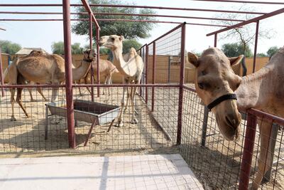 There are 40 camels at The Camel Farm, 12 of which are located in the visitor section. Pawan Singh / The National