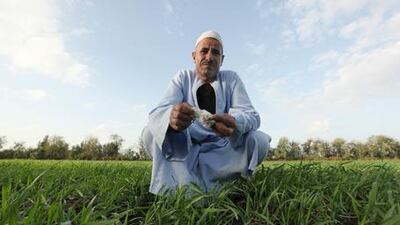Mahmood Hassan Mekawy holds a piece of cotton, grown by a neighbour, as he squats over the crop of wheat he now grows on his land.