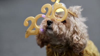 Teddy, a 12-year-old miniature poodle, prepares for New Year's celebrations in Times Square, New York City. Reuters