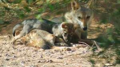 An Arabian wolf with her pup at the Breeding Centre for Endangered Arabian Wildlife, located in Sharjah.